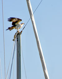 Low angle view of bird against blue sky