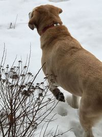 Dog standing on snow field against sky