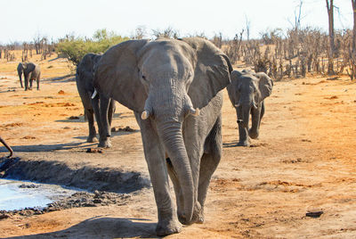 Elephant walking in a field