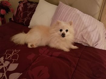 White dog resting on bed