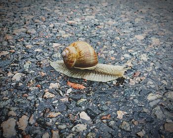 Close-up of snail