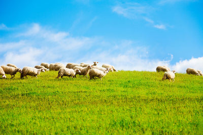 Sheep grazing in a field