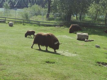 Sheep grazing on field