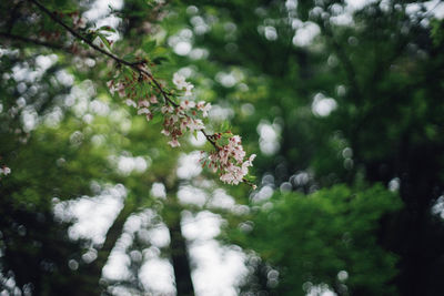 Close-up of plant against sky