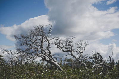 Low angle view of bare tree against sky