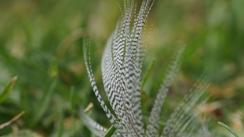 Close-up of rope on field