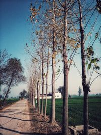 Trees on landscape against clear sky