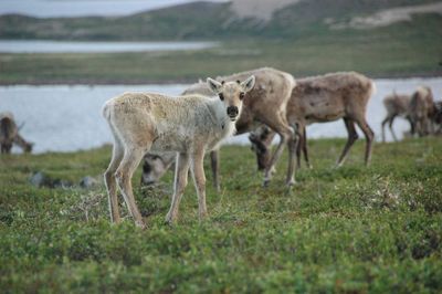 View of sheep on field