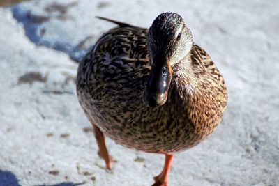 Close-up of mallard duck