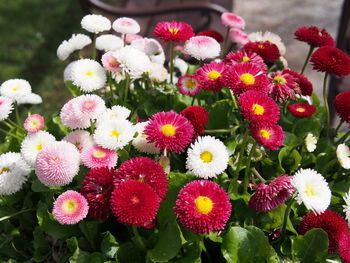 High angle view of multi colored daisies