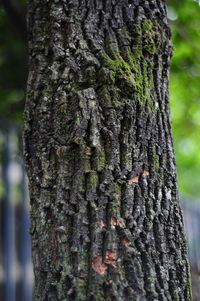 Close-up of tree trunk