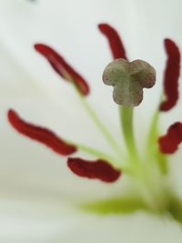 Close-up of red rose against white background