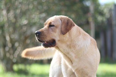 Close-up of dog outdoors