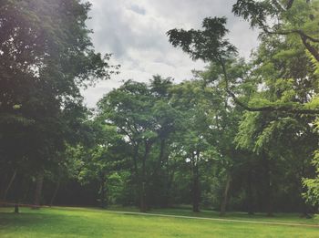 Trees on grassy field