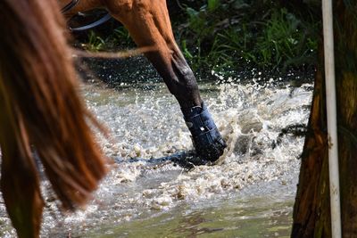 Cropped image of horse in water