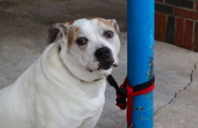 Close-up portrait of dog looking at footpath