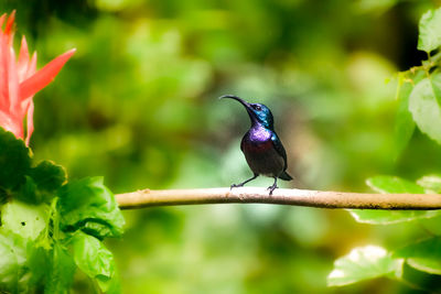 Close-up of bird perching on a branch