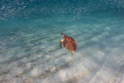 High angle view of duck swimming in sea