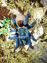 High angle view of spider on plant
