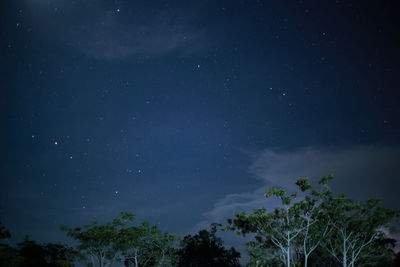 Low angle view of trees against sky at night