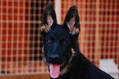 Close-up portrait of black dog