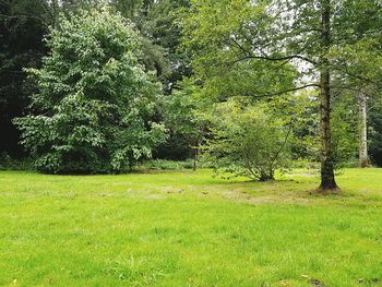 Trees on field