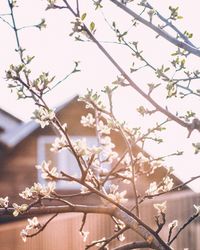 Cherry blossom tree against building