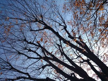 Low angle view of bare tree against sky