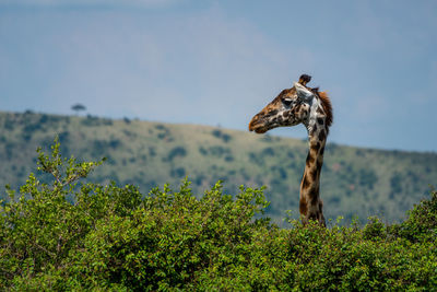 Masai giraffe pokes head above leafy bush