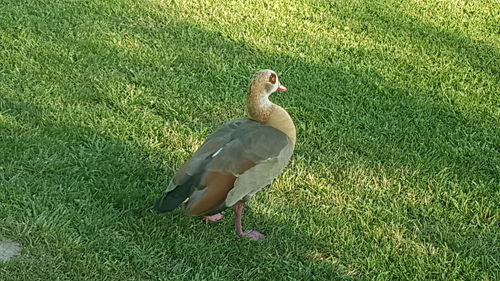 High angle view of bird on field