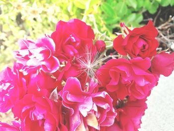 Close-up of flowers blooming outdoors