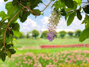 Close-up of purple flowering plant in field