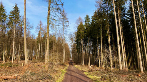 Panoramic shot of trees growing in forest