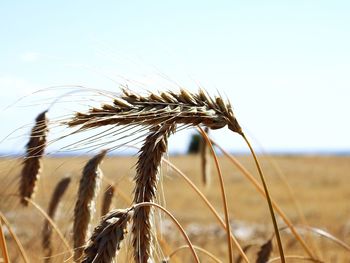 Close-up of stalks in field against sky