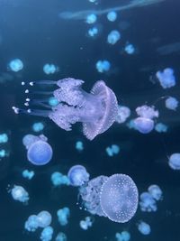 Jellyfish swimming in sea