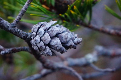 Close-up of plant