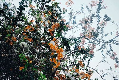 Low angle view of trees