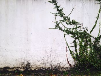 Close-up of ivy against built structure