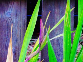 Close-up of plants