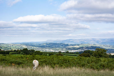 Sheep grazing on field against sky