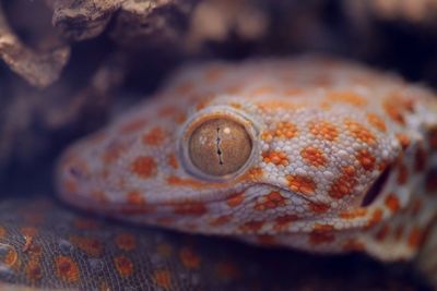 Close-up of a lizard