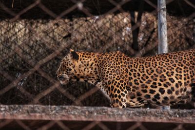 View of cat in cage