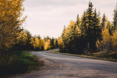 Empty road amidst trees in forest against sky