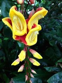 Close-up of yellow flowers