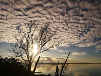 Silhouette bare tree against dramatic sky during sunset