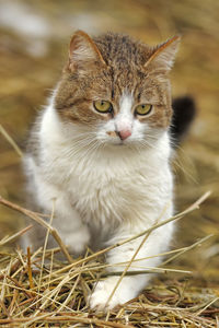 Close-up portrait of a cat on field