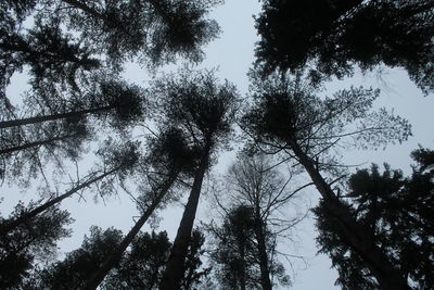 Low angle view of trees in forest