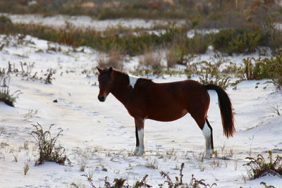 Horse standing on snow field during winter