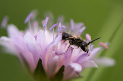 Close-up of insect on flower