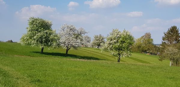 Trees on field against sky